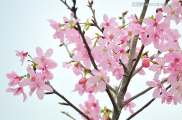 日本豆樱 樱花