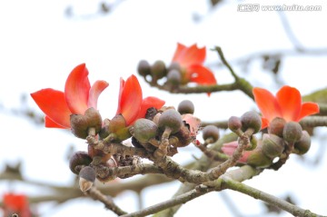 木棉花 英雄花