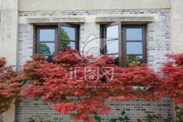 红枫叶和灰砖墙