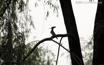 晋中 常家庄园 树枝上的鸟儿