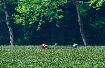 梅家坞茶场