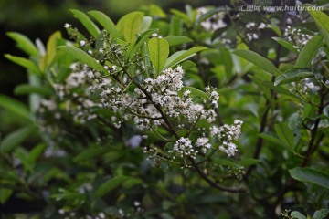 高山植物