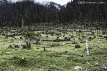 被砍伐破坏的森林