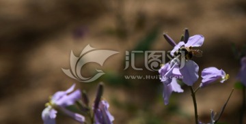 采蜜