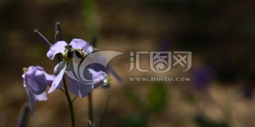 蜜蜂采蜜