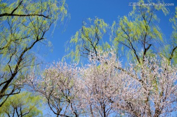 春树春花春满色