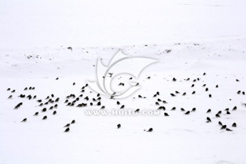 雪地上的麻雀