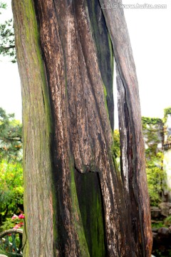 圆柏树树干