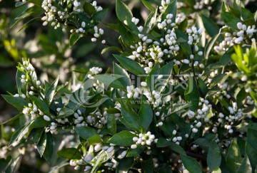 柑橘花 橘子花