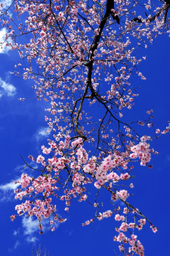 樱花花枝