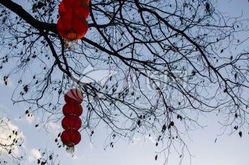 天空 树枝 红灯笼