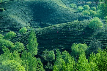 茶园