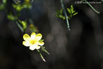 黄荆花