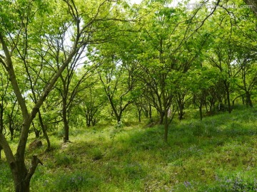 大山里 有片板栗树林