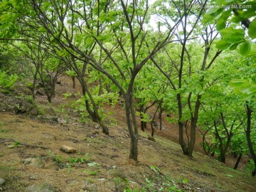 山坡上的板栗树林