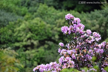 杜鹃花