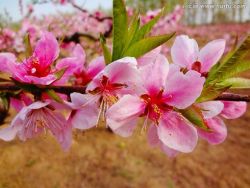 桃花