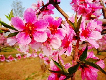 桃花