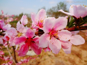 桃花