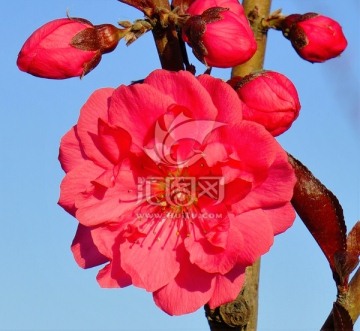 樱桃花