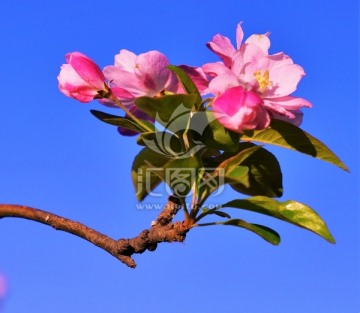 海堂花