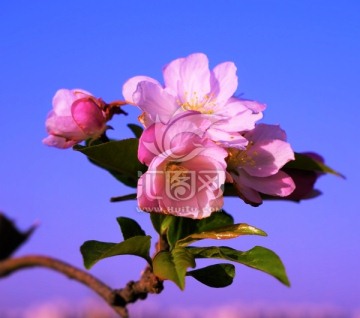 海堂花