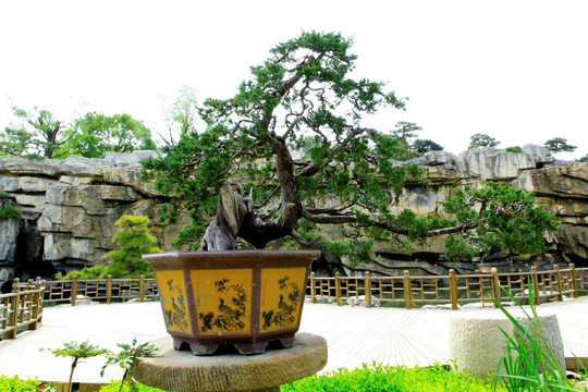 盆景