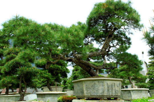 盆景