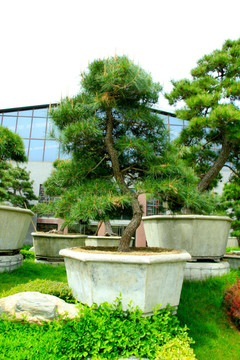 盆景