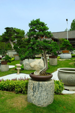 盆景