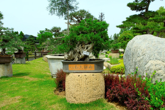 盆景