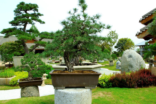 盆景