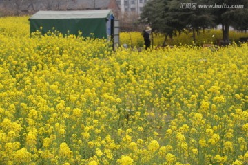 油菜花