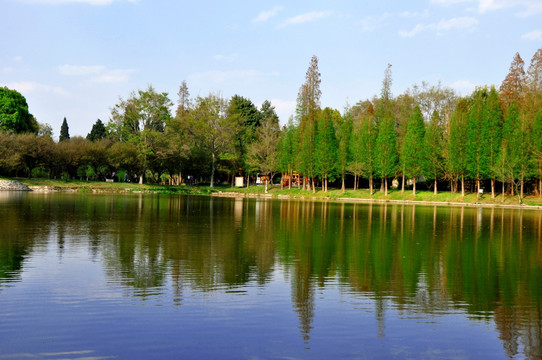 湖边绿树