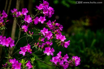 杜鹃花