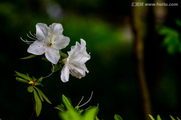 杜鹃花