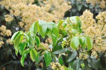 荔枝花