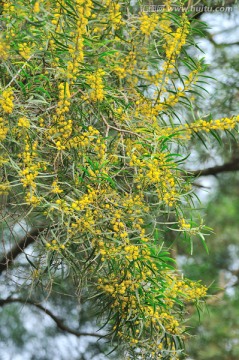 台湾相思树花