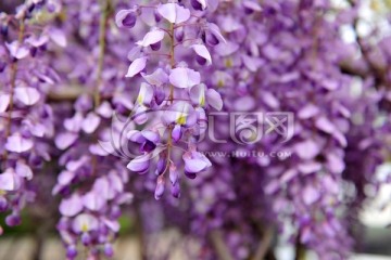 朱藤  紫色花