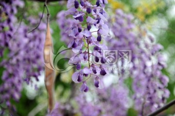 紫藤 紫色花