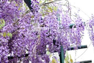 藤本植物  紫色花