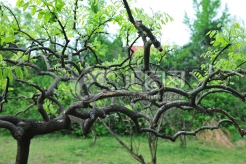 树枝造型 弯树枝