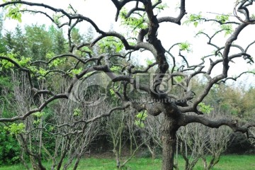 景观树 树枝造型