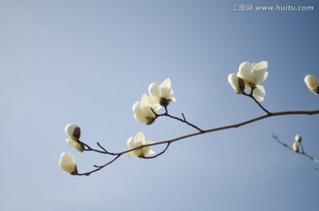 白玉兰 花朵