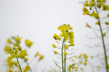 油菜花