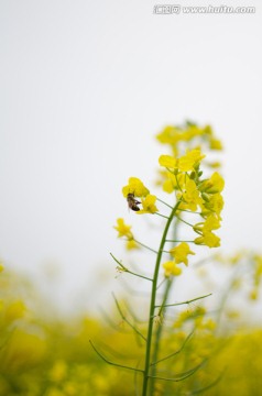 油菜花