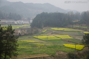 油菜花海 乡村旅游