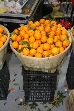 桔子 红美人 橘子 水果 素材