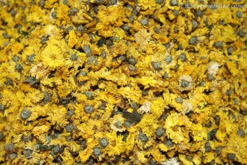 干花 泡茶花 花朵 菊花