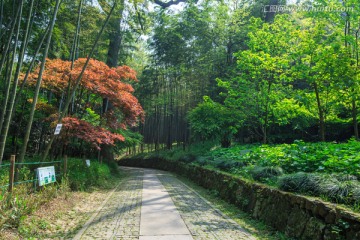 林中小路